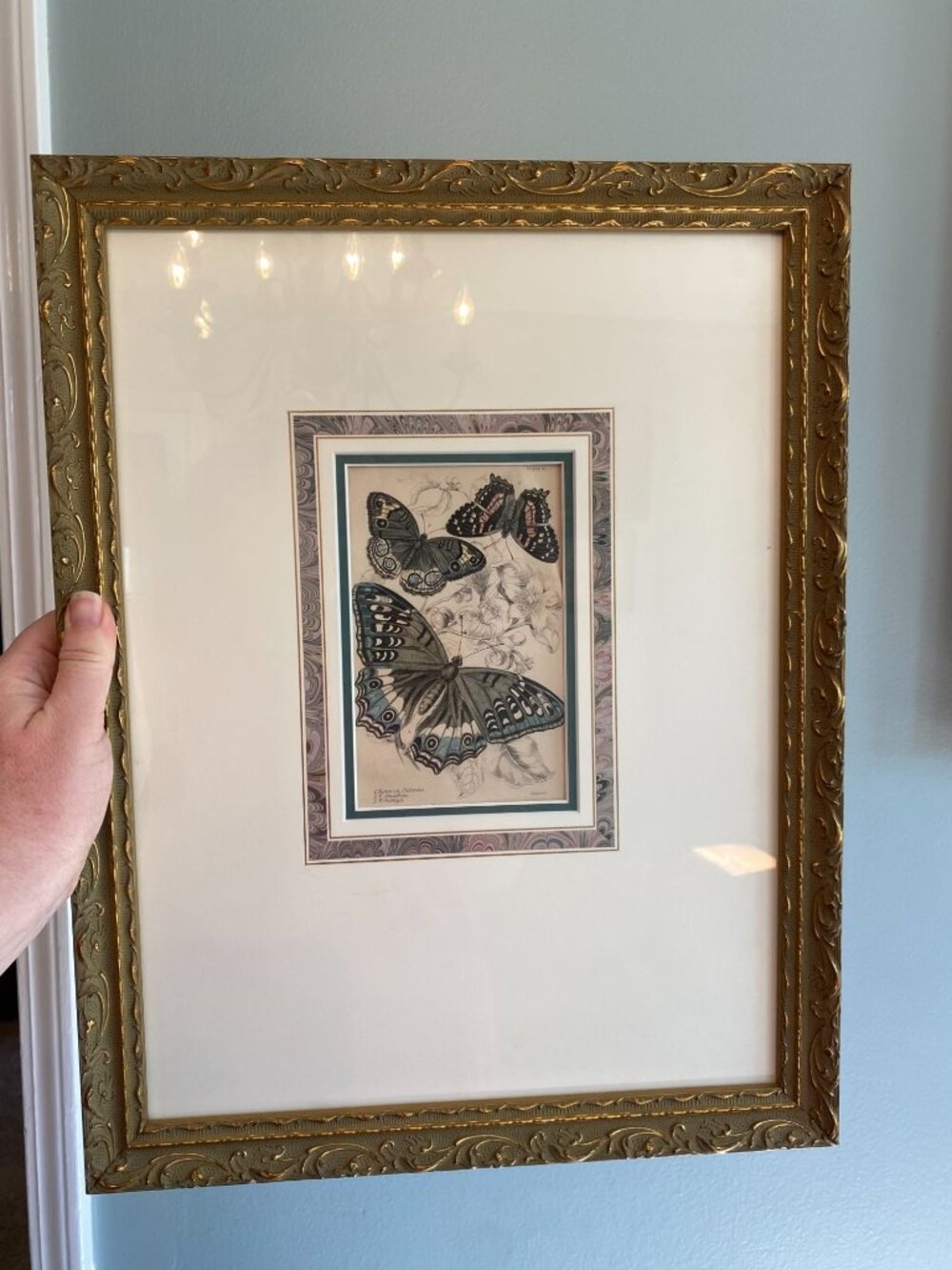 Antique Butterfly Art By James Duncan From The Naturalists Library In Ornate Gol